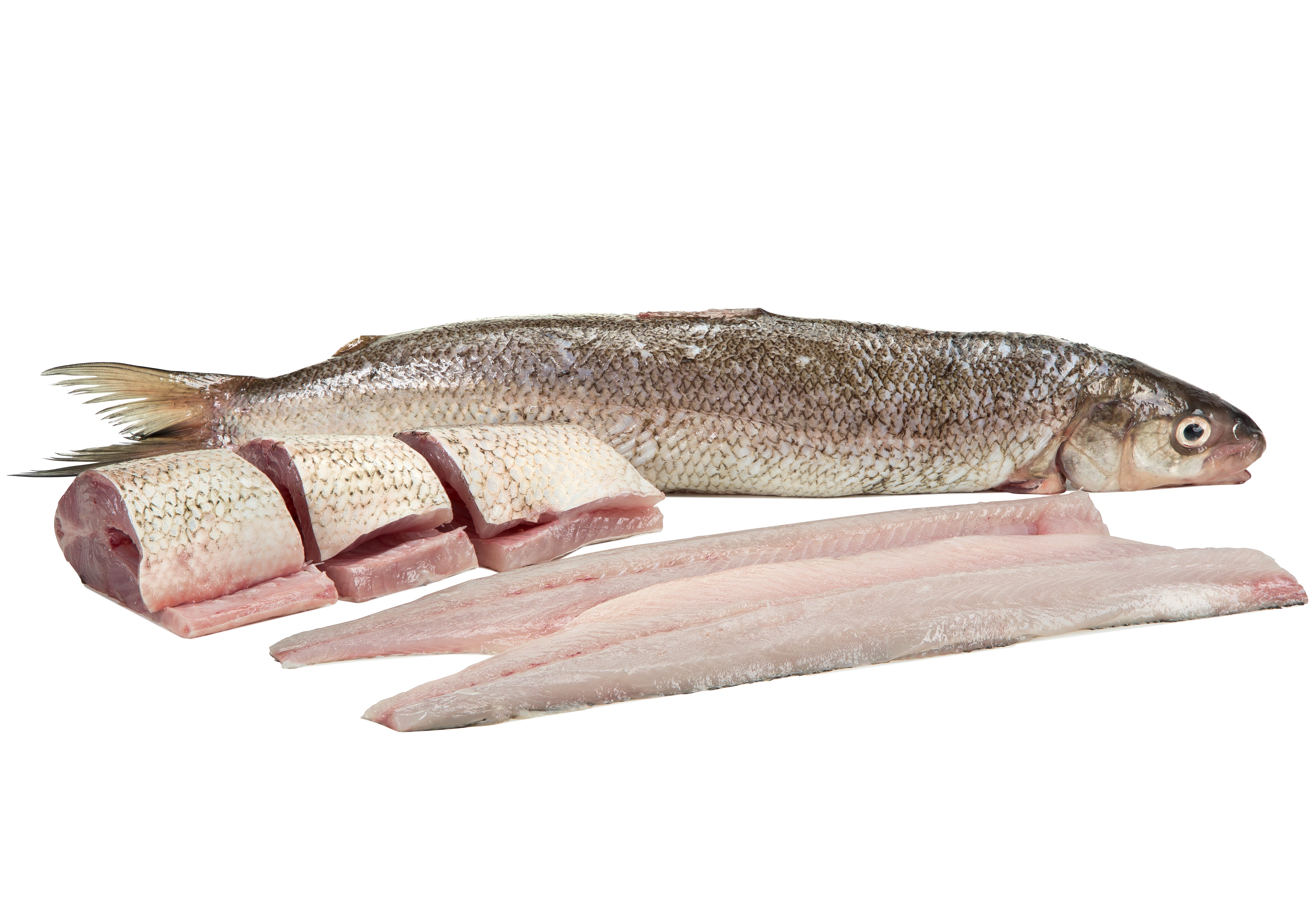 White Fish – Freunds Fish
