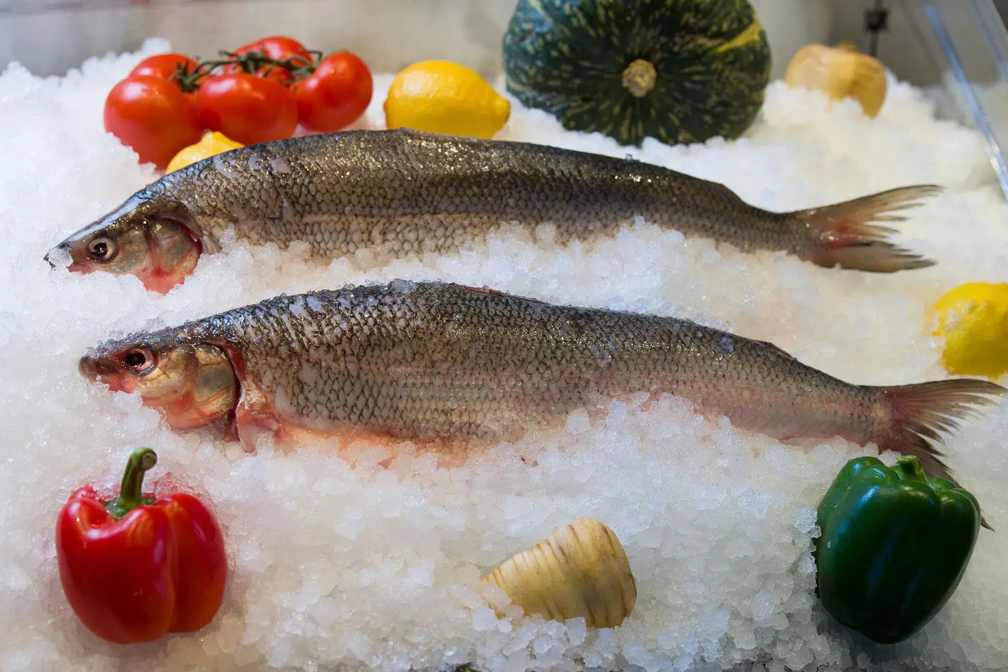 White Fish – Freunds Fish