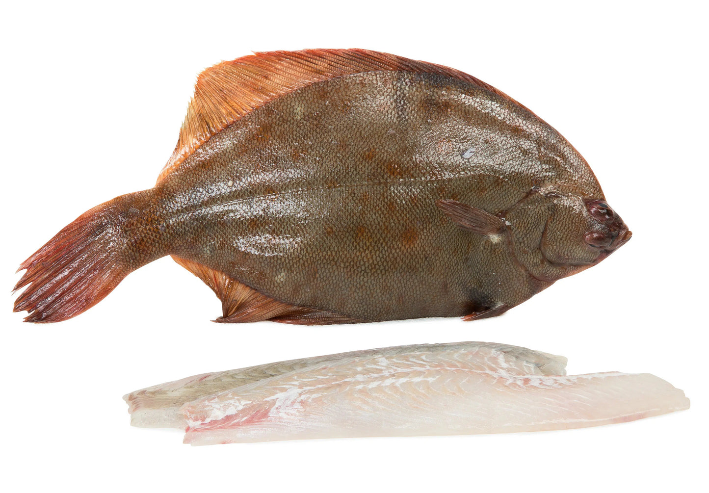 Flounder Fillet